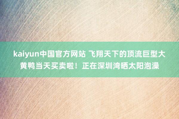 kaiyun中国官方网站 飞翔天下的顶流巨型大黄鸭当天买卖啦！正在深圳湾晒太阳泡澡